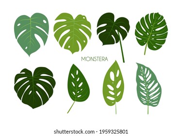 Set of isolated tropical Monstera leaves on white background. Universal trending green leaf templates for postcard design, invitations, banners, web design. Stock vector illustration in flat style.