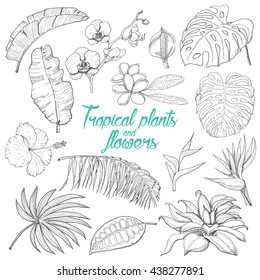 Set of isolated tropical plants and flowers. Vector illustration for your design