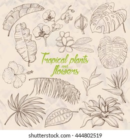 Set of isolated tropical plants and flowers. Vector illustration for your design