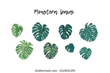 Set of isolated tropical plants, monstera or Philodendron palm leaves, vector illustration.