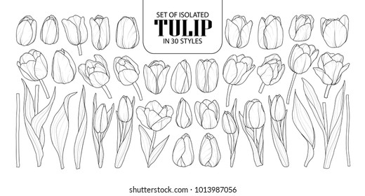 Set of isolated Tulip in 30 styles. Cute hand drawn flower vector illustration in black outline and white plane on white background.