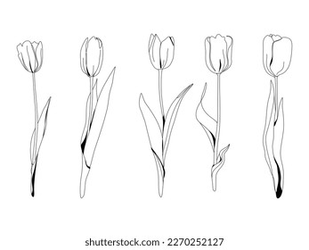 A set of isolated tulips drawn in line art. Illustration.