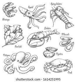 Set of isolated underwater seafood sketches. Vintage illustration of crab and shrimp, spiny lobster and sea kale, octopus and oyster. Hand drawn ocean animal, mollusk. Restaurant menu, cooking