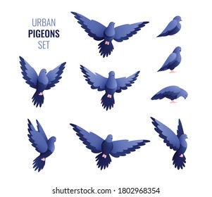 Set of isolated urban pigeons doves flat images of city birds with text on blank background vector illustration