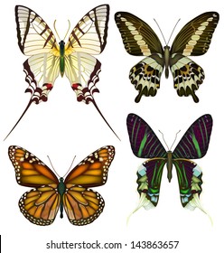 Set of isolated vector butterflies.