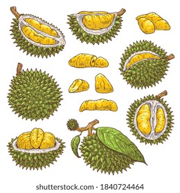A set of isolated vector icons of tropical delicious fruit durian with sweet yellow soft flesh, whole and cut into pieces, in the skin and peeled. Exotic asian vitamin food.