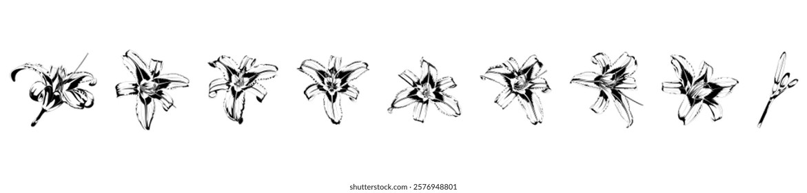 Set of isolated vector illustrations of black and white lilies on white background