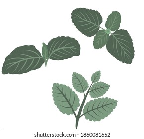 Set of isolated vector images of mint leaves. Flat doodle concept of leaves for package, wrapping paper or cover decorations. Fresh mint for natural herbal drinks.