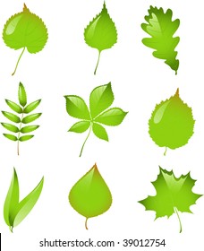 12,340 Hazel tree leaf Images, Stock Photos & Vectors | Shutterstock