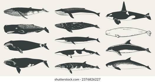 Set of isolated vector whales. Collection of hand drawn cetaceans silhouettes.