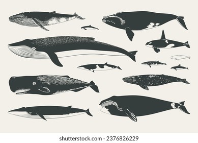 Set of isolated vector whales. Collection of hand drawn cetaceans silhouettes.