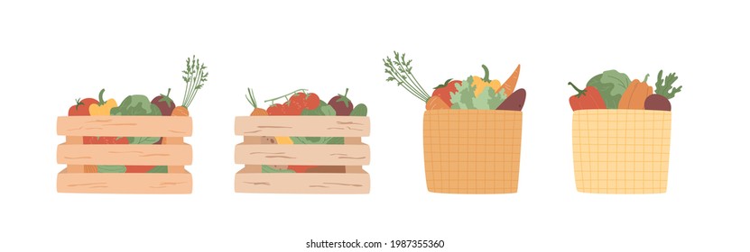 Set of isolated vegetables in basket and crates. Garden, farm ingredients templates for market, restaurant. Cabbage, tomato, potato, pepper, carrot, beet. Green celery and cucumber in wooden boxes