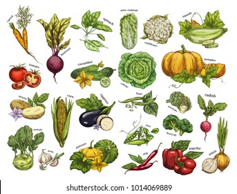 Set of isolated vegetables from farm. Carrot and beetroot, radish and spinach, pekin or chinese cabbage, squash and cauliflower, tomato and cucumber, potato and corn. Agriculture and harvest theme