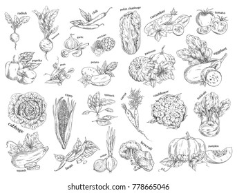 Set of isolated vegetables sketch. Beetroot and cucumber, paprika and radish, garlic and red chili pepper, chinese or napa cabbage, squash, onion and bean, broccoli, spinach, potato. Food theme