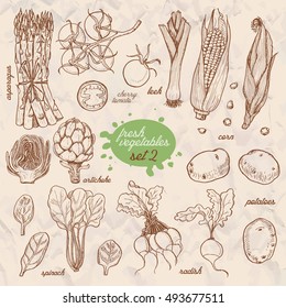 Set of isolated vegetables in a sketch style. Asparagus, cherry tomatoes, corn, potatoes, radish, artichoke, spinach, leek. Vector illustration for your design