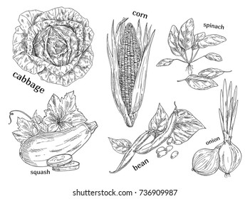 Set of isolated vegetables sketches for market or shop, food store or vegetarian diet menu. Corn and cabbage, spinach and squash, bean or peas, onion. Farming and agriculture, nutrition theme