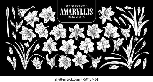 Set of isolated white silhouette Amaryllis or Hippeastrum in 44 styles. Cute hand drawn flower vector illustration in white plane and no outline on black background.