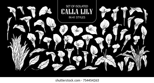 Set Of Isolated White Silhouette Calla Lily In 41 Styles. Cute Hand Drawn Flower Vector Illustration In White Plane And No Outline On Black Background.