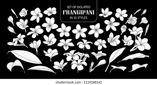 Set of isolated white silhouette frangipani in 35 styles. Cute hand drawn flower vector illustration in white plane without outline on black background.