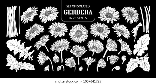 Set of isolated white silhouette gerbera in 26 styles. Cute hand drawn flower vector illustration in white plane without outline on black background.