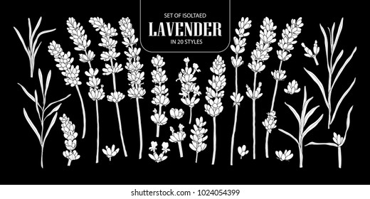 Set of isolated white silhouette lavender in 20 styles. Cute hand drawn flower vector illustration in white plane and no outline on black background.