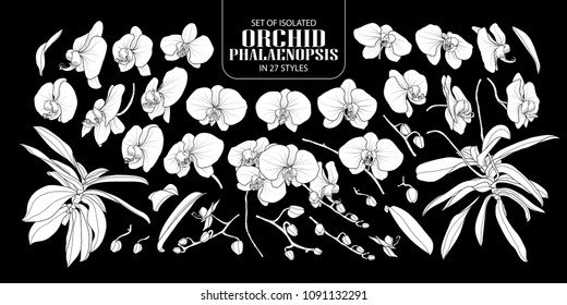 Set of isolated white silhouette orchid, Phalaenopsis in 27 styles. Cute hand drawn flower vector illustration in white plane without outline on black background.