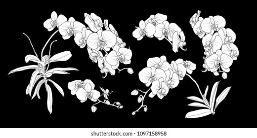 Set of isolated white silhouette orchid branch in 5 styles set 2. Cute hand drawn flower vector illustration in white plane without outline on black background.