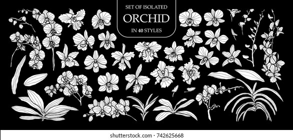 Set of isolated white silhouette orchid in 40 styles .Cute hand drawn flower vector illustration in white plane and no outline on black background.