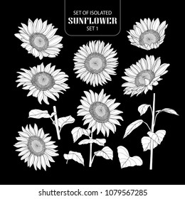 Set of isolated white silhouette sunflower set 1. Cute hand drawn vector illustration in white plane without outline on black background.