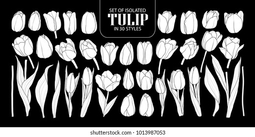 Set of isolated white silhouette Tulip in 30 styles. Cute hand drawn flower vector illustration in white plane and no outline on black background.