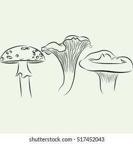 set of isolated wild mushroom, sketch, vector illustration