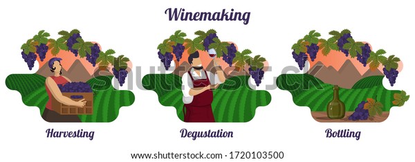 Set of isolated wine production illustrations. Stages of\
winemaking. Mountain and vineyards. Beautiful woman is harvesting\
grape. Male winemaker is tasting red wine. Vector flat cartoon\
style. 