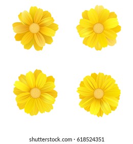 Set of isolated yellow gerbera or daisy. Vector colorful flowers on white background. Template for for t-shirt, fashion, prints and other design.