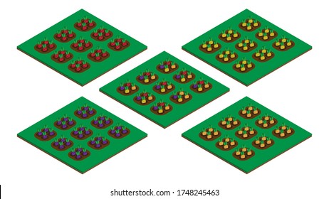 Set of Isometric 3D carrots plot with a variety of variants such as orange carrot, yellow carrot, red carrot, and purple carrot.