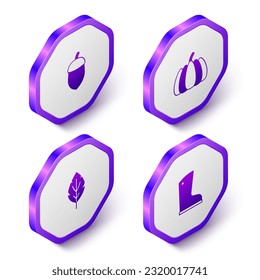 Set Isometric Acorn, Pumpkin, Leaf and Waterproof rubber boot icon. Purple hexagon button. Vector