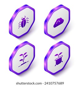 Indique el escarabajo isométrico de Colorado, el tiempo nublado, el brote y la planta en el icono de la olla. Botón hexágono púrpura. Vector