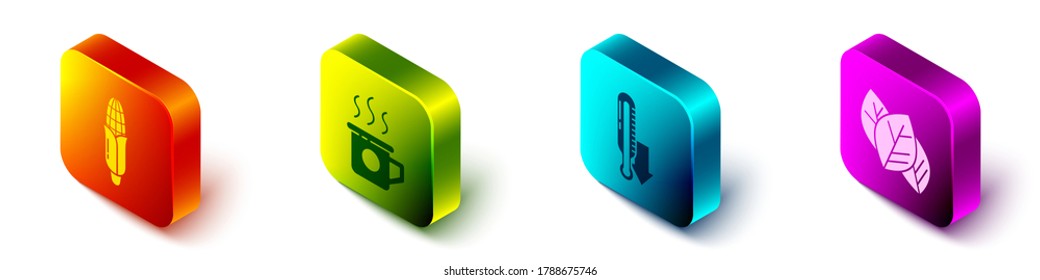 Set Isometric Corn, Cup of tea, Meteorology thermometer and Leaf or leaves icon. Vector