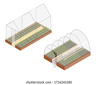 Set of isometric glass greenhouse with growing vegetables. Vector illustration on the white background