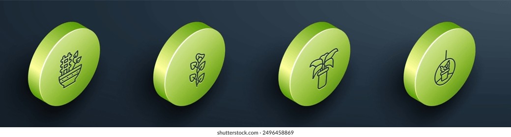 Conjunto de línea isométrica Planta en maceta, rama de hiedra, planta tropical exótica e icono colgante. Vector