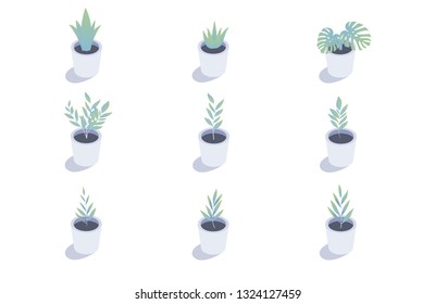 Set of isometric plants. Isolated indoor plants in flower pots.