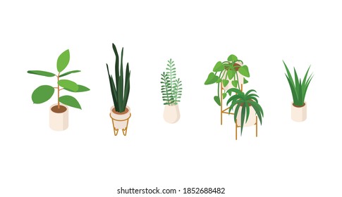 Set Of Isometric Potted Plants. Vector Collection. Illustration In Flat Design.