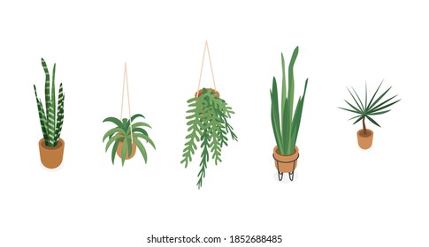 Set Of Isometric Potted Plants. Vector Collection. Illustration In Flat Design.