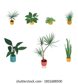 Set of isometric potted plants. Vector collection. Illustration in flat design.