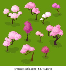 Set of isometric sakura trees, blooming spring cherry isolated on white Plum flowers, pink  sakura on green isometric plum trees cherry trees sakura isometric cherry on green set plum tree spring