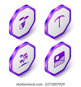 Set Isometric Sprout, Pickaxe,  and Agriculture wheat field farm icon. Purple hexagon button. Vector