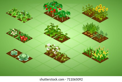 Set of isometric vegetables with two stages of growth, as tomatoes, cucumbers, cotton, sunflower, carrots, corn, strawberries, cabbage and potatoes.  Isolated Vector Illustration on color background.