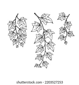Set of ivy branch. Hand drawn illustration converted to vector.