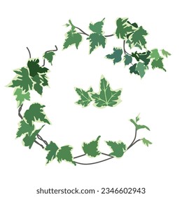 Set of ivy isolated on white background. vector illustration.