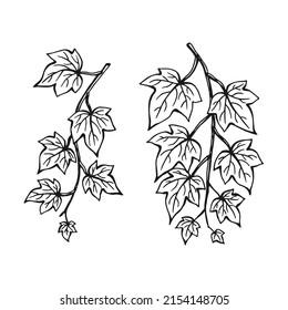 Set Of Ivy Leaves. Hand Drawn Illustration Converted To Vector.