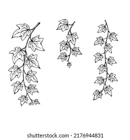 Set of ivy leaves. Hand drawn illustration converted to vector.